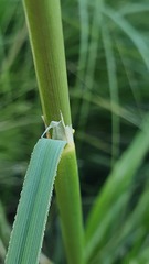 Ampelodesmos mauritanicus