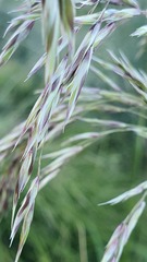 Ampelodesmos mauritanicus