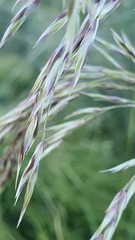 Ampelodesmos mauritanicus