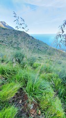 Ampelodesmos mauritanicus