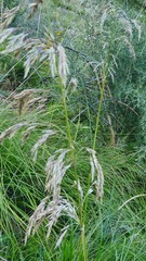 Ampelodesmos mauritanicus