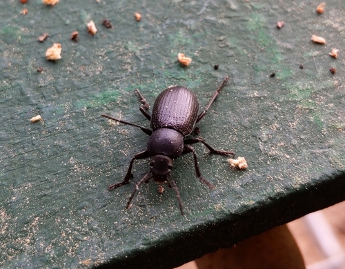 Euboeus dieckii