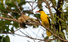 Oriolus chinensis