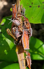 Tessaratoma papillosa