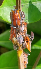 Tessaratoma papillosa