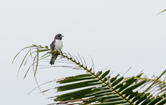 Artamus leucorynchus