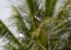 Artamus leucorynchus