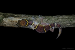 Cyrtodactylus deccanensis