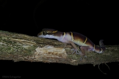 Cyrtodactylus deccanensis