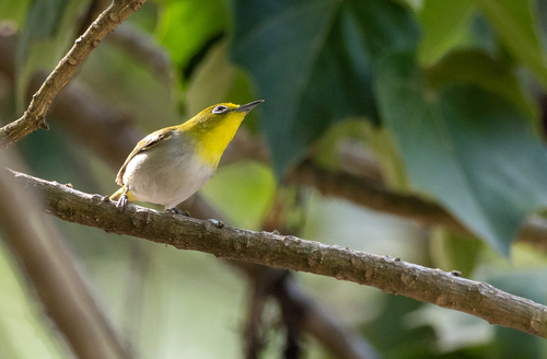 Lowland White-eye (Zosterops meyeni), photo 2