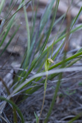 Pterostylis grossa