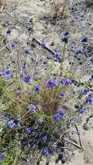 Gilia capitata chamissonis