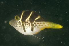 Paraluteres prionurus