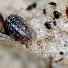 Armadillidium versicolor
