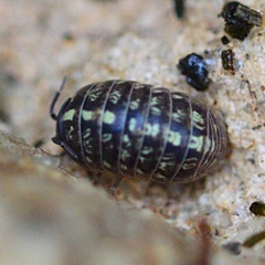 Armadillidium versicolor