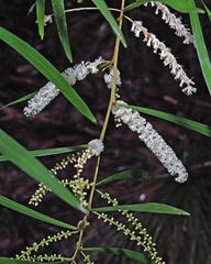 Acacia longissima