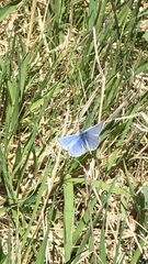 Glaucopsyche lygdamus