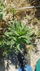 Madia sativa
