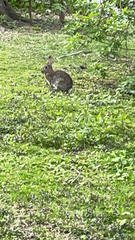 Oryctolagus cuniculus