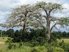 Adansonia digitata