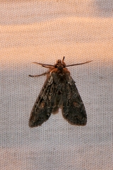 Lithophane consocia