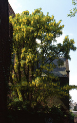 Laburnum anagyroides