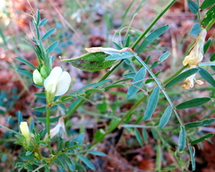 Vicia lutea lutea