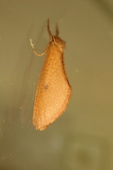 Fraus crocea