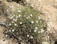 Felicia caespitosa