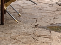 Passer domesticus