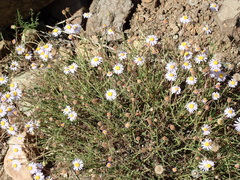 Felicia caespitosa