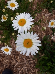 Leucanthemum