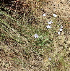 Felicia caespitosa