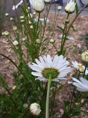 Leucanthemum