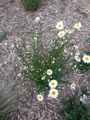 Leucanthemum
