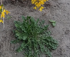 Taraxacum officinale