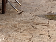 Passer domesticus