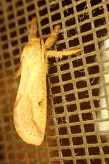 Australothis rubrescens