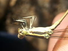 Mecistogaster ornata