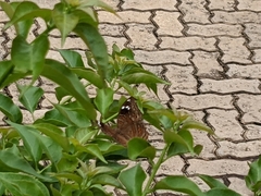 Junonia natalica