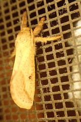 Australothis rubrescens