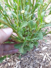 Leucanthemum