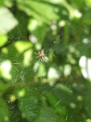 Frontinellina frutetorum