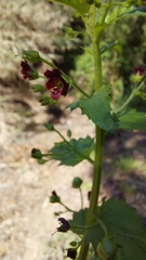 Scrophularia peregrina