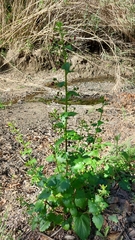 Scrophularia peregrina
