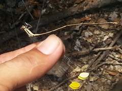 Mecistogaster ornata