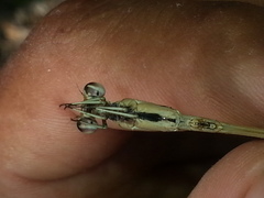 Mecistogaster ornata