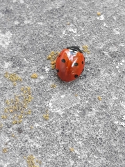 Coccinella septempunctata