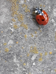 Coccinella septempunctata