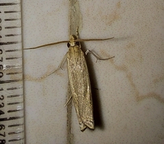 Ancylolomia